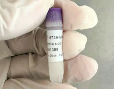 ATCC8739大肠杆菌/大肠埃希氏菌 标准菌株