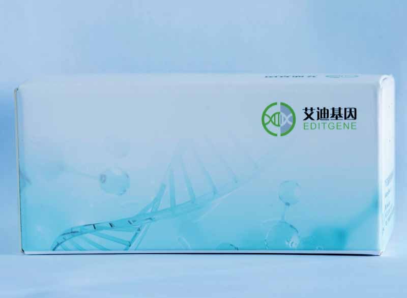 DNA恒温扩增试剂盒（荧光型）