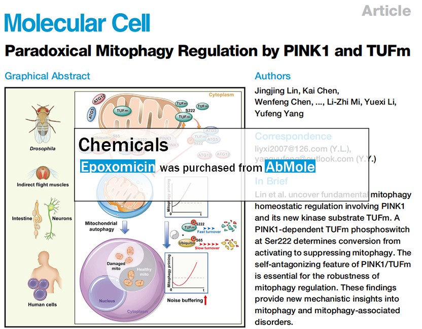 abmole科研pink1和tufm的矛盾線粒體自噬調節