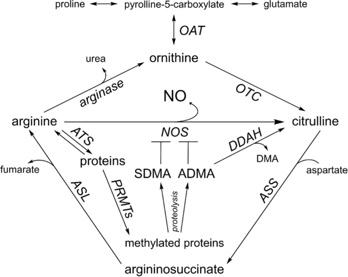 Urinary excretion of asymmetric adma and symmetric sdma