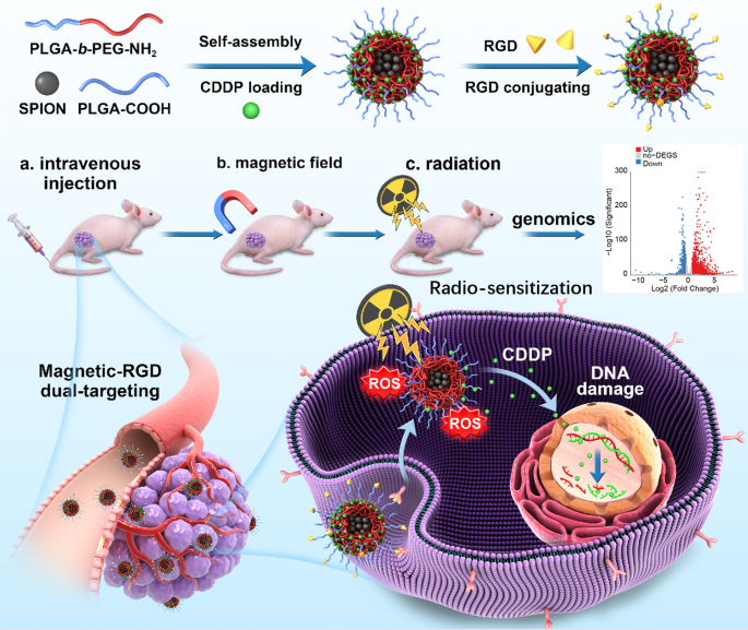 Enhanced radiosensitivity and chemoradiation efficacy in nasopharyngeal ...