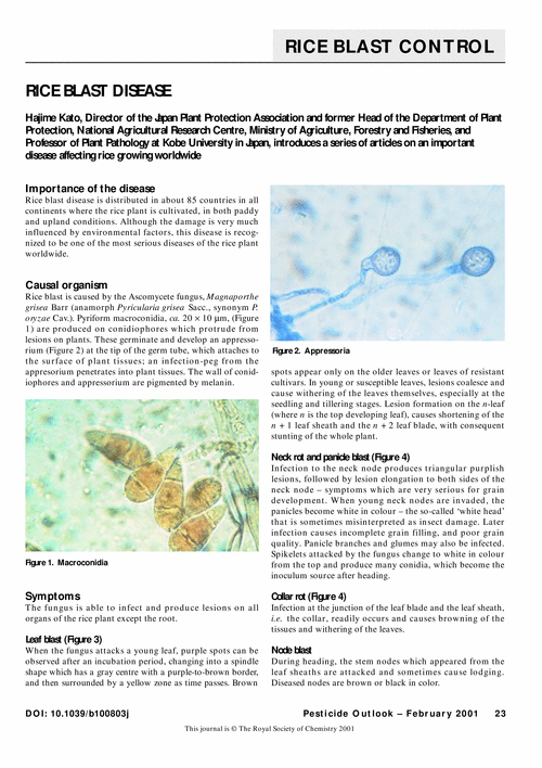 Rice blast disease