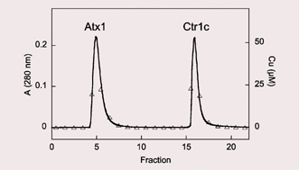 Graphical abstract: A C-terminal domain of the membrane copper pump Ctr1 exchanges copper(i) with the copper chaperone Atx1