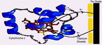 Graphical abstract: The oxidation of cytochrome c in nonaqueous solvents