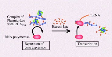 Graphical abstract: Artificial regulation of transcription applying carbohydrate–lectin interaction