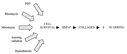 Graphical abstract: Collagen secretion after photodynamic therapy versus scar-inducing anti-cancer modalities: an in vitro study