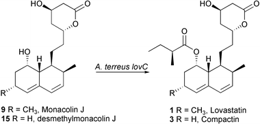 Graphical abstract: Transformations of cyclic nonaketides by Aspergillus terreus mutants blocked for lovastatin biosynthesis at the lovA and lovC genes