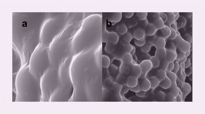 Graphical abstract: A biosensing model system: selective interaction of biotinylated PPEs with streptavidin-coated polystyrene microspheres