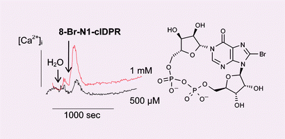 First enzymatic synthesis of an N1-cyclised cADPR (cyclic-ADP ribose ...