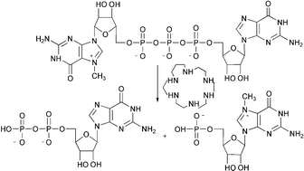 Graphical abstract: Macrocyclic amines as catalysts of the hydrolysis of the triphosphate bridge of the mRNA 5′-cap structure