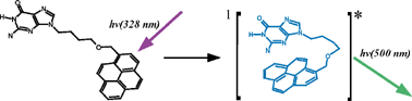 Graphical abstract: Exciplex formation between pyrene and guanine in highly polar solvents