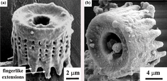 Graphical abstract: Sol-gel synthesis on self-replicating single-cell scaffolds: applying complex chemistries to nature's 3-D nanostructured templates