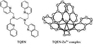 Graphical abstract: Tetrakis(2-quinolinylmethyl)ethylenediamine (TQEN) as a new fluorescent sensor for zinc