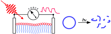 Graphical abstract: Photoinduced morphism of gemini surfactant aggregates