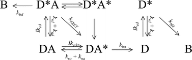 Graphical abstract: Following FRET through five energy transfer steps: spectroscopic photobleaching, recovery of spectra, and a sequential mechanism of FRET