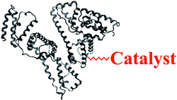 Graphical abstract: Asymmetric organotellurides as potent antioxidants and building blocks of protein conjugates