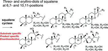 Graphical abstract: Enzymatic cyclizations of squalene analogs with threo- and erythro-diols at the 6,7- or 10,11-positions by recombinant squalene cyclase. Trapping of carbocation intermediates and mechanistic insights into the product and substrate specificities