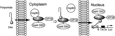 Graphical abstract: Simple reporter gene-based assays for hairpin poly(amide) conjugate permeability and DNA-binding activity in living cells