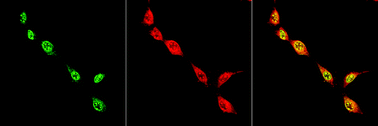 Graphical abstract: Engineering emissive europium and terbium complexes for molecular imaging and sensing