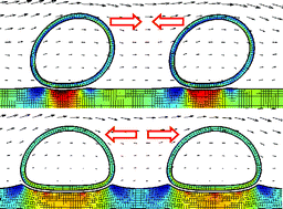 Graphical abstract: Modeling the interactions between deformable capsules rolling on a compliant surface