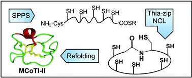 Graphical abstract: Total synthesis of the macrocyclic cysteine knot microprotein MCoTI-II