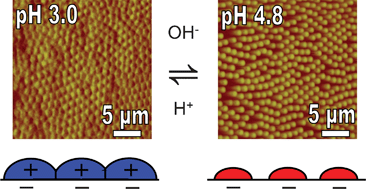 Graphical abstract: In situ observations of adsorbed microgel particles