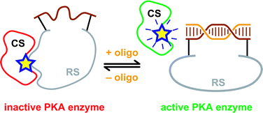 Graphical abstract: Control of macromolecular structure and function using covalently attached double-stranded DNA constraints