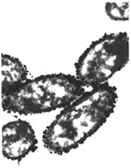 Graphical abstract: Dehalogenation of polychlorinated biphenyls and polybrominated diphenyl ethers using a hybrid bioinorganic catalyst