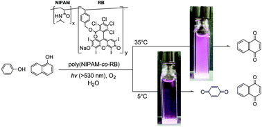 Graphical abstract: Temperature-controlled changeable oxygenation selectivity by singlet oxygen with a polymeric photosensitizer