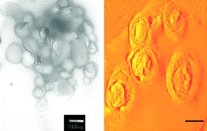 Graphical abstract: Self-assembly of supramolecular nanostructures from phenylalanine derived bolaamphiphiles