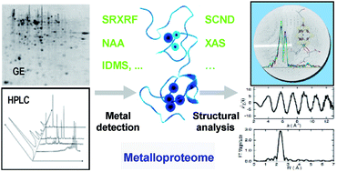 Graphical abstract: Advanced nuclear analytical techniques for metalloproteomics