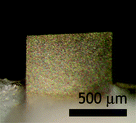 Graphical abstract: In situ detection of Bacillus anthracis spores using fully submersible, self-exciting, self-sensing PMN-PT/Sn piezoelectric microcantilevers