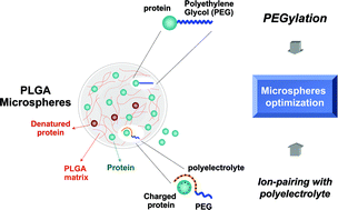 Graphical abstract: Novel approaches in microparticulate PLGA delivery systems encapsulating proteins