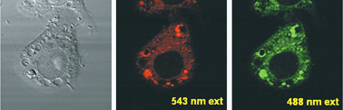 Graphical abstract: Spectroscopic studies of 1,2-diaminoanthraquinone (DAQ) as a fluorescent probe for the imaging of nitric oxide in living cells