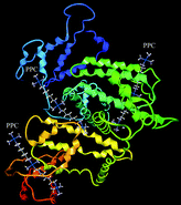 Graphical abstract: Pre-association of polynuclear platinum anticancer agents on a protein, human serum albumin. Implications for drug design