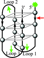 Graphical abstract: Single-walled carbon nanotubes binding to human telomeric i-motif DNA: significant acceleration of S1 nuclease cleavage rate