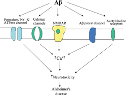 Graphical abstract: Alterations of some membrane transport proteins in Alzheimer's disease: role of amyloid β-peptide