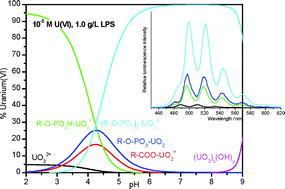 Graphical abstract: Interaction of uranium(vi) with lipopolysaccharide