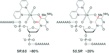 Graphical abstract: Synthesis and characterization of the 5-methyl-2′-deoxycytidine glycol–dioxoosmium–bipyridine ternary complex in DNA