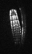 Graphical abstract: CCD imaging of basal bioluminescence in larval fireflies: clues on the anatomic origin and evolution of bioluminescence