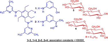 Graphical abstract: Highly effective receptors showing di- vs. monosaccharide preference