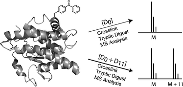 Graphical abstract: Peptide mass fingerprinting using isotopically encoded photo-crosslinking amino acids