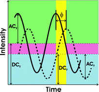 Graphical abstract: Time-resolved methods in biophysics. 8. Frequency domain fluorometry: applications to intrinsic protein fluorescence