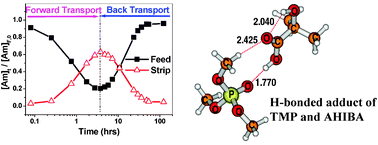 Graphical abstract: A pH dependent transport and back transport of americium(iii) through the cellulose triacetate composite polymer membrane of cyanex-301 and TBP: role of H-bonding interactions