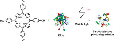 Graphical abstract: Target-selective degradation of proteins by porphyrins upon visible photo-irradiation