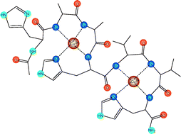 Graphical abstract: Complex formation processes of terminally protected peptides containing two or three histidyl residues. Characterization of the mixed metal complexes of peptides