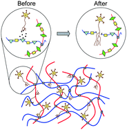 Graphical abstract: Independent tuning of multiple biomaterial properties using protein engineering