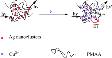 Graphical abstract: Silver nanocluster-based fluorescent sensors for sensitive detection of Cu(ii)