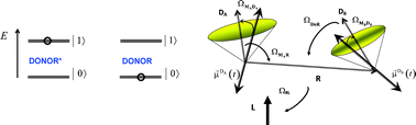 Graphical abstract: Extended Förster theory for determining intraprotein distances Part III. Partial donor–donor energy migration among reorienting fluorophores