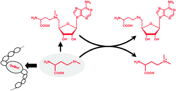 Graphical abstract: Speciation of selenomethionine metabolites in wheat germ extract